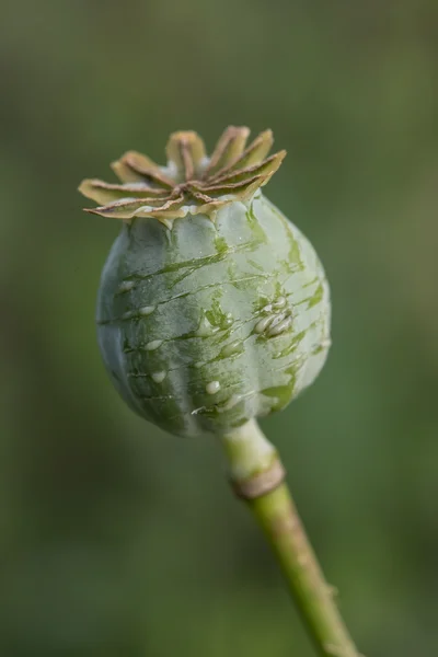 Opiumernte aus grünem Mohn — Stockfoto