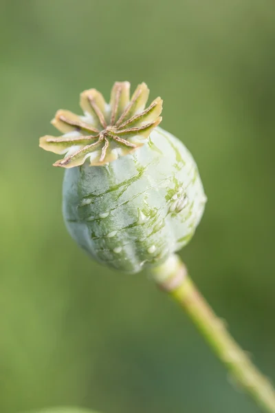 Harvest of opium from green poppy — Stock Photo, Image
