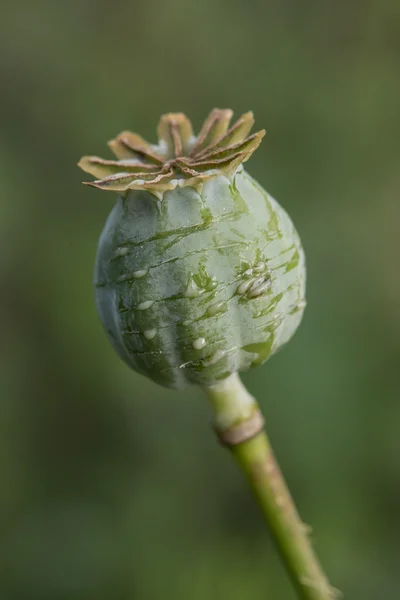 Cosecha de opio de amapola verde —  Fotos de Stock