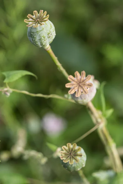 Harvest of opium from green poppy — Stock Photo, Image