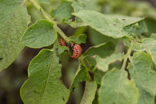 Los escarabajos colorado rojo alimentación larva —  Fotos de Stock