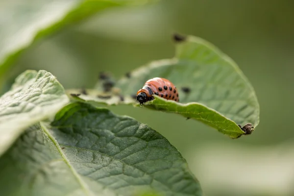 Il colorado rosso scarafaggi larva alimentazione — Foto Stock