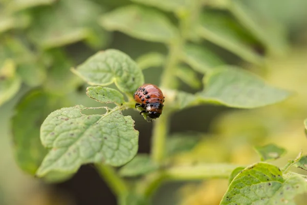 The red colorado beetles larva feeding — Stock Photo, Image