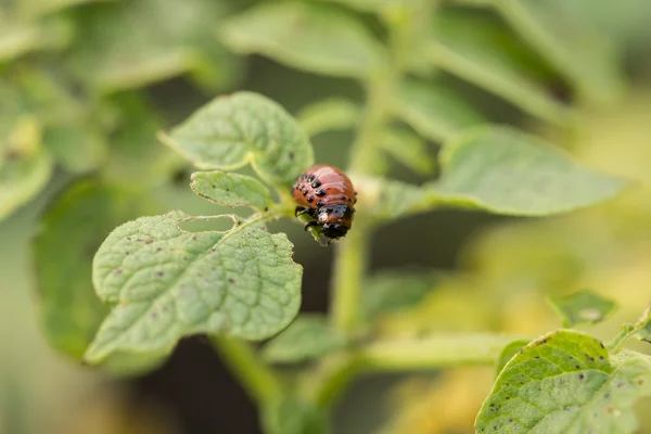 The red colorado beetles larva feeding — Stock Photo, Image