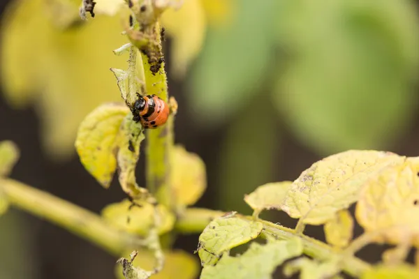 The red colorado beetles larva feeding — Stock Photo, Image