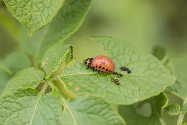 The red colorado beetles larva feeding — Stock Photo, Image