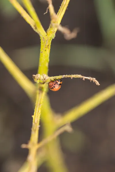 O colorado vermelho besouros larva alimentação — Fotografia de Stock