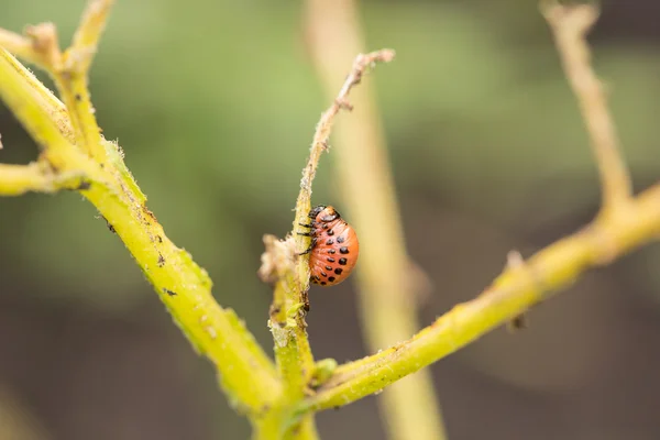 The red colorado beetles larva feeding — Stock Photo, Image