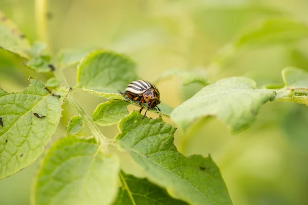 給餌赤コロラド州カブトムシ幼虫 — ストック写真