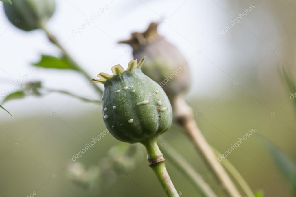 harvest of opium from green poppy