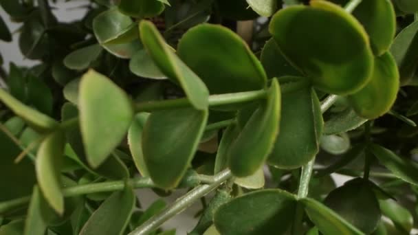 세세하게 근접 한 인공 식물에 작은 잎이 달린 — 비디오