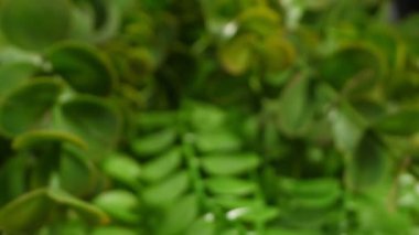 Detaylı yakın plan, küçük yapraklı yapay bitki.