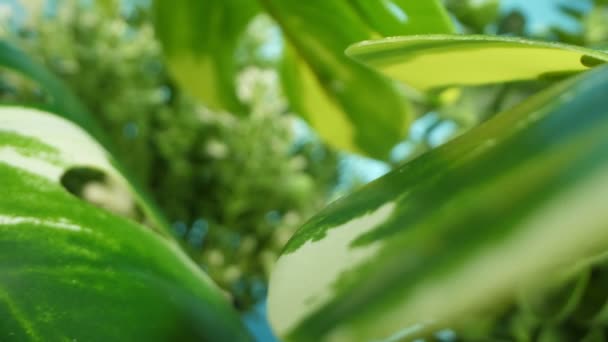 Detailní extrémní detail, umělá rostlina s malými listy — Stock video