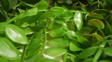 Detaylı yakın plan, küçük yapraklı yapay bitki.