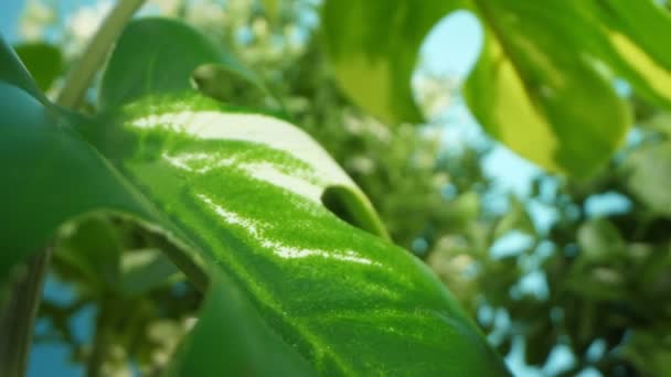Detailní extrémní detail, umělá rostlina s malými listy — Stock video