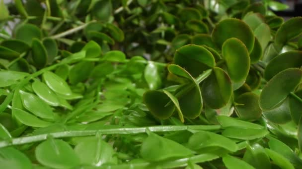 Λεπτομερή ακραία γκρο πλαν, τεχνητό φυτό με μικρά φύλλα — Αρχείο Βίντεο