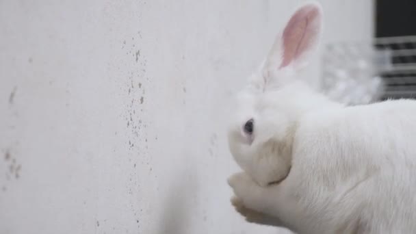 Close-up white rabbit washing himself sitting on the floor near the wall in the apartment — Αρχείο Βίντεο
