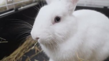 close-up white rabbit with blue eyes in a cage eats straw