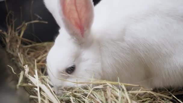 Close-up white rabbit with blue eyes in a cage eats straw — Vídeos de Stock