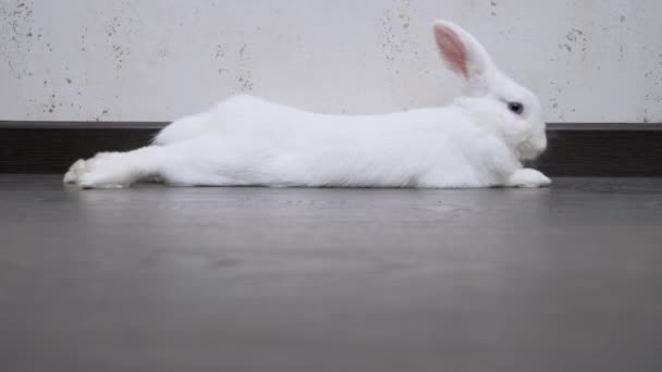 White rabbit lies on the floor near the wall in the apartment — Vídeo de Stock