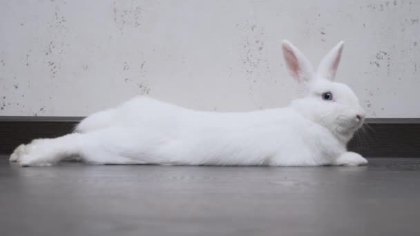 White rabbit lies on the floor near the wall in the apartment — Vídeos de Stock