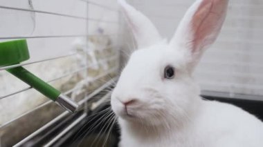 close-up of a white rabbit with blue eyes in a cage drinks water from a drinker