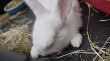 close-up white rabbit with blue eyes in a cage eats straw