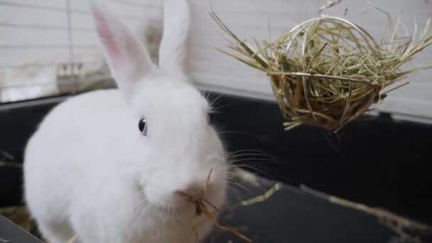 Close-up white rabbit with blue eyes in a cage eats straw — 비디오