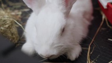 close-up white rabbit with blue eyes in a cage eats straw