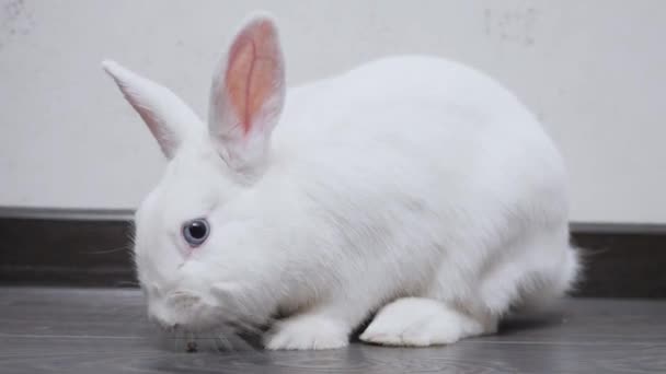 White rabbit lies on the floor near the wall in the apartment — Stockvideo