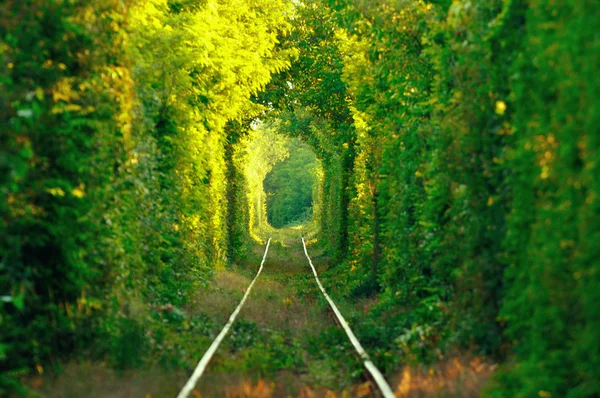 "사랑의 자연 터널" — 스톡 사진