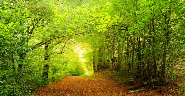 Camino de campo completamente cubierto de hojas a principios de otoño — Foto de Stock