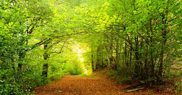 Estrada do país completamente coberta com folhas no início do Outono — Fotografia de Stock