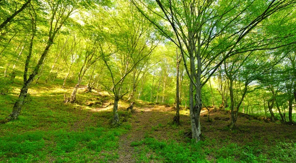 Wald im Sonnenuntergang. — Stockfoto