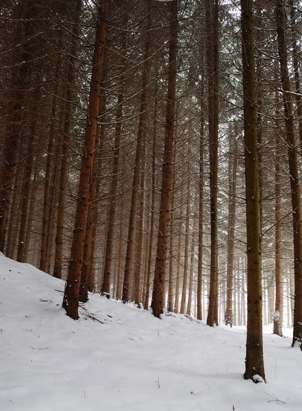 Las sosnowy zimą — Zdjęcie stockowe