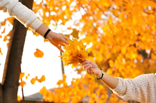 Tendre la main pour toucher les feuilles à la main — Stockfoto