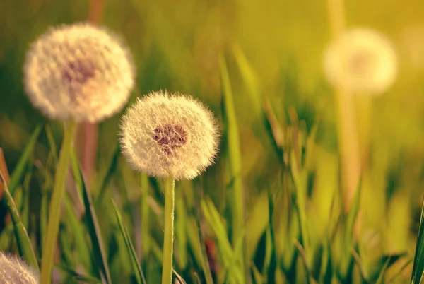 Dandelions in meadow at sunset — Stock Photo, Image