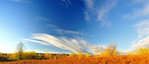 Betulle in felce — Foto Stock