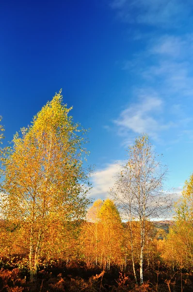 Břízy v kapradí s krásné bílé mraky — Stock fotografie