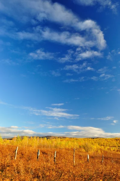 Berkenbomen in fern met mooie witte wolken — Stockfoto