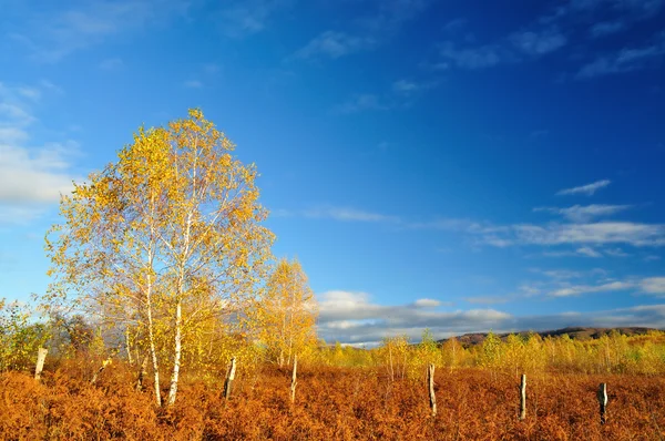 Berkenbomen in fern met mooie witte wolken — Stockfoto