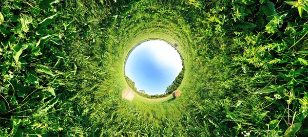 Campo di grano verde con balle di fieno — Foto Stock