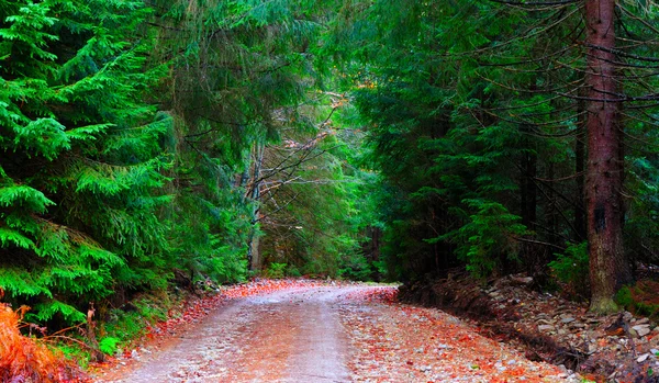 Jehličnatého lesa v pozdním podzimu s listy — Stock fotografie