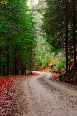 yol ve yeşil çam çam ormanı