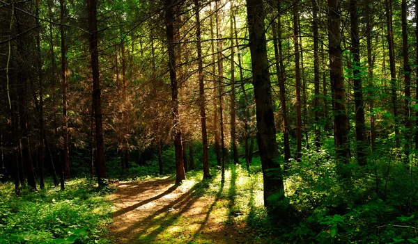 Waldbäume mit Sonnenlicht im Hintergrund erzeugen lange Schatten auf dem Boden — Stockfoto