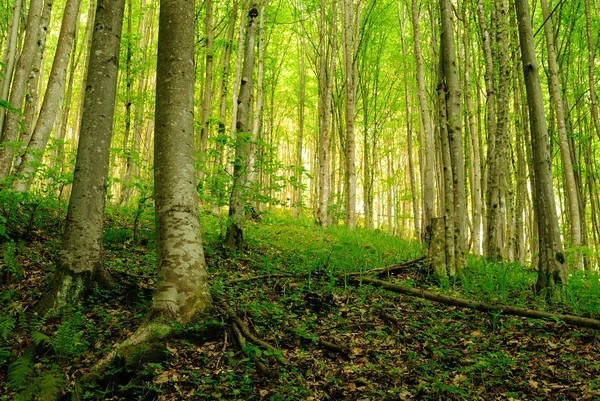 Bosque en la luz del atardecer . — Foto de Stock