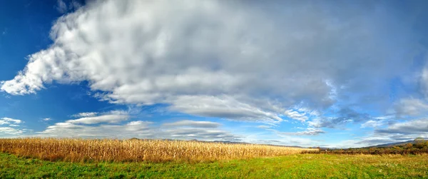 Herfst landschap met prachtige wolken en heldere blauwe hemel met gouden velden — Stockfoto