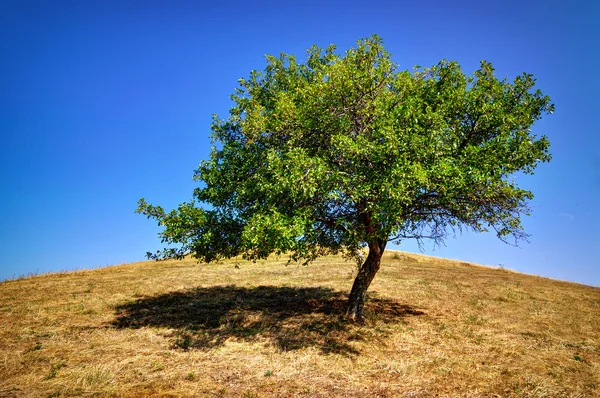 Un solo árbol en la colina contra el cielo azul — Foto de Stock