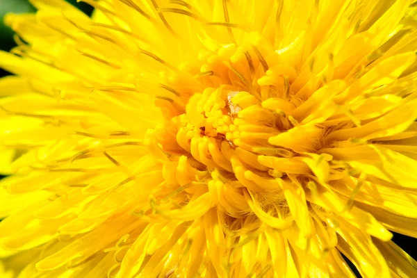 Macro de flor de diente de león amarillo —  Fotos de Stock