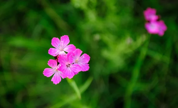 Flores rosadas sobre fondo verde —  Fotos de Stock